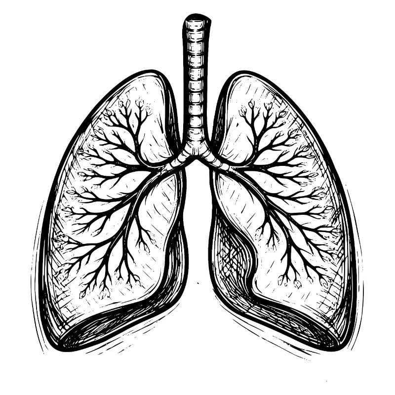 Lungs