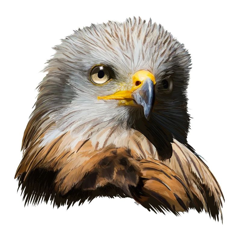 Imperial eagle