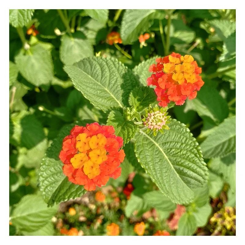 Jardin fleuri – Atmosphère colorée