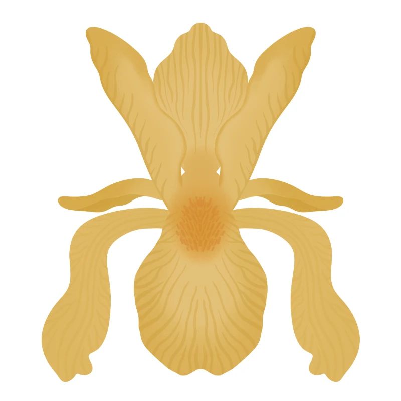 Golden Iris Bloom