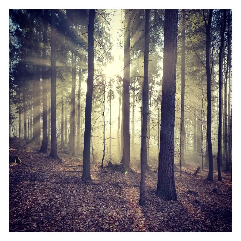 Sunbeams Forest Light