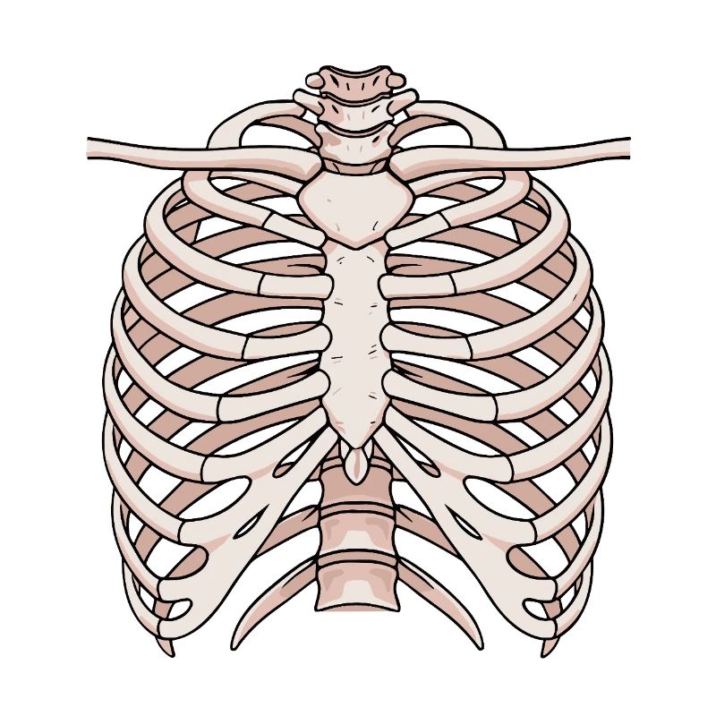 Structure anatomique du sternum et des côtes