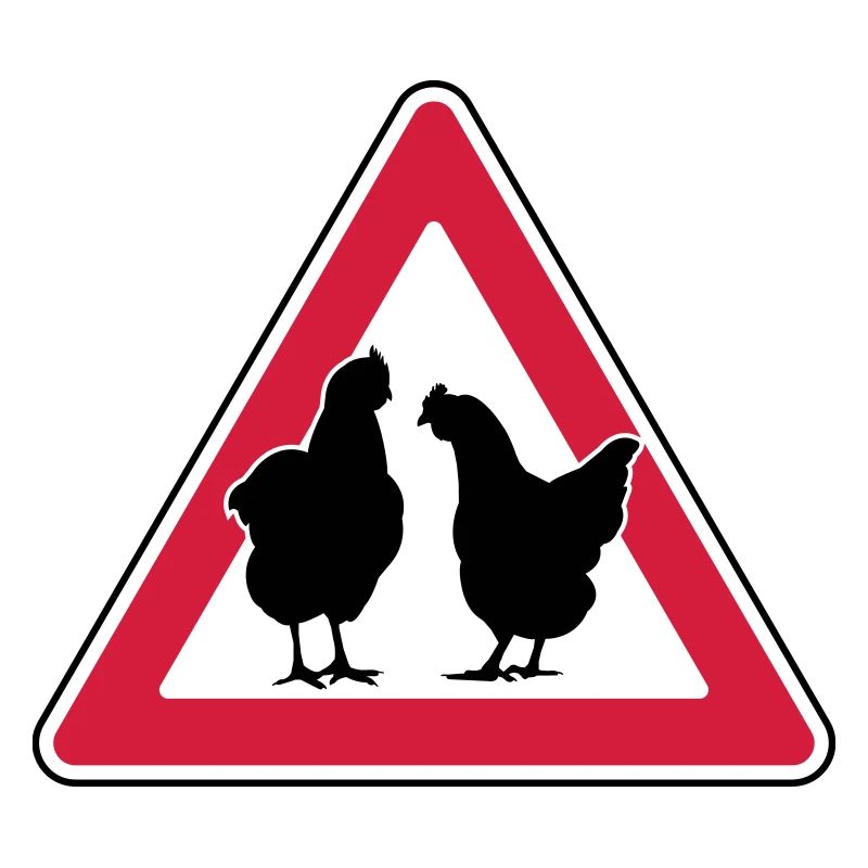 Chicken evening chicken attention free-range hens