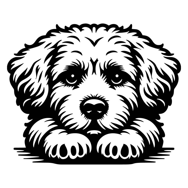 Bolognese head with paws