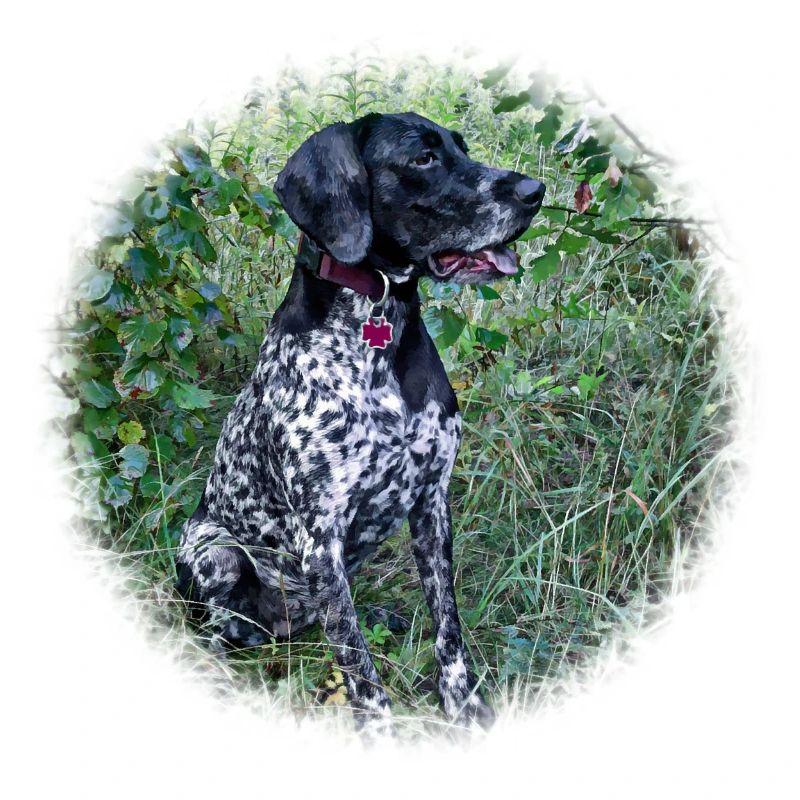 Hound Dog German Shorthaired Pointer