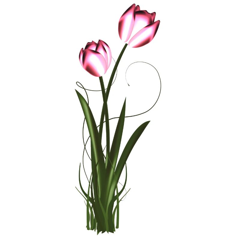 two metallic shimmering tulips in spring
