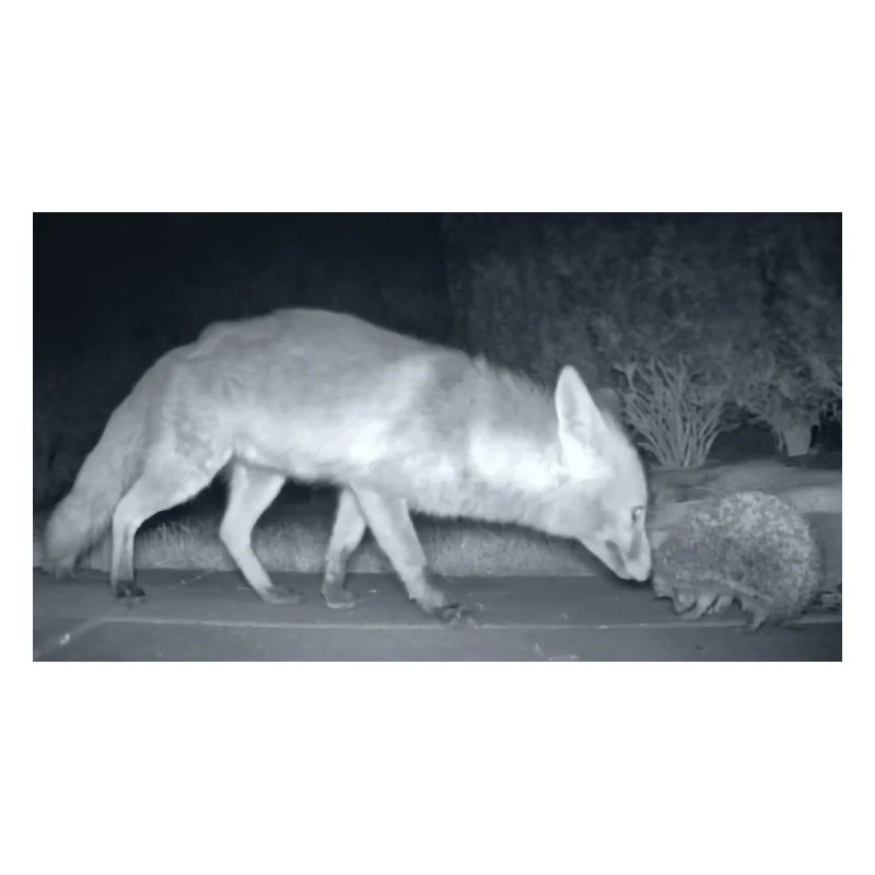 Night Fox Hedgehog Encounter