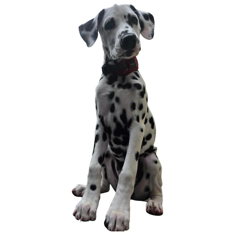 Dalmatian Puppy Pattern Contrast