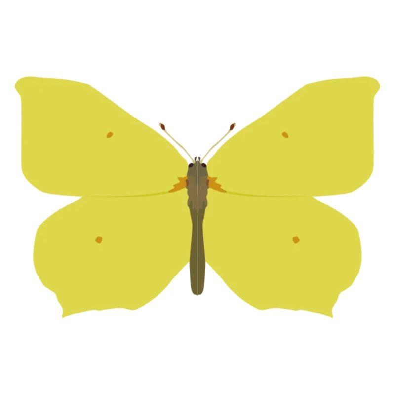 Papillons : Le papillon citron