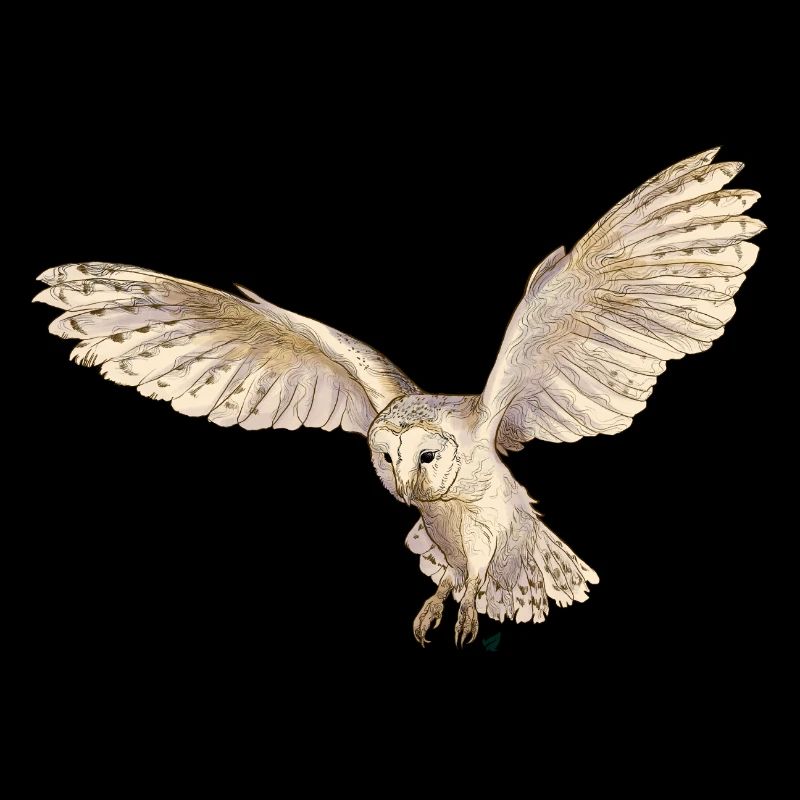Beautiful barn owl in flight