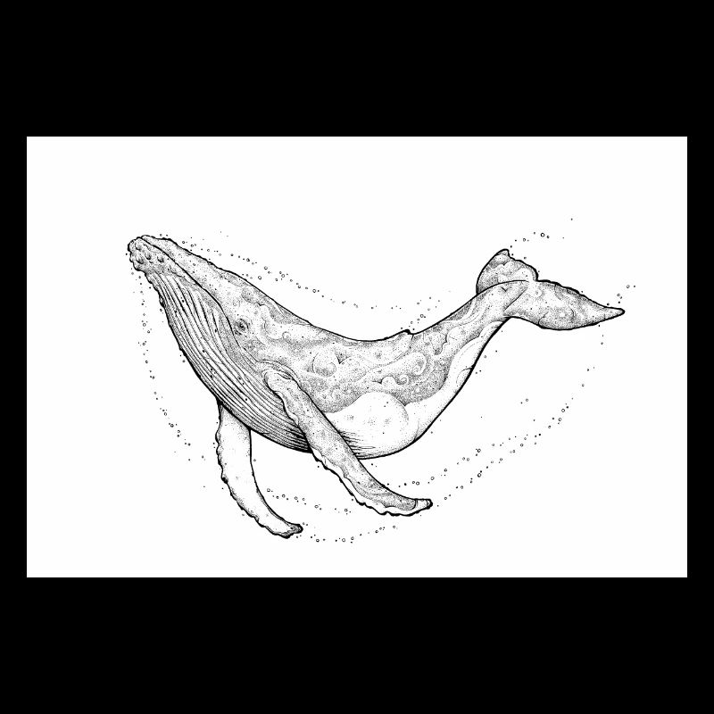 Humpback whale