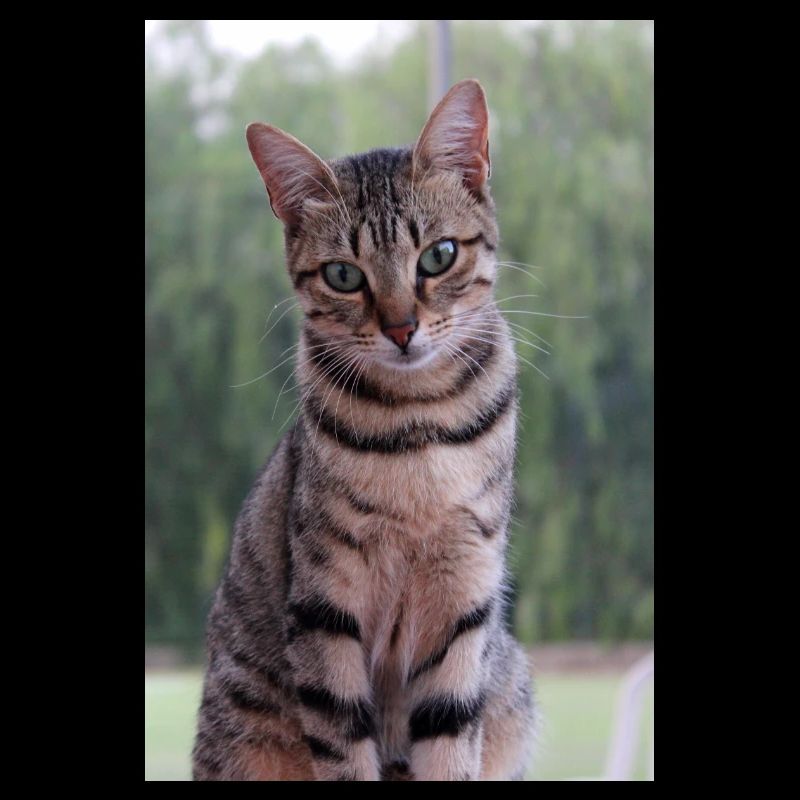 Cat Kitten