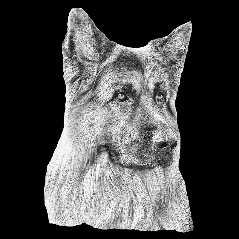 Old German Shepherd German Shepherd
