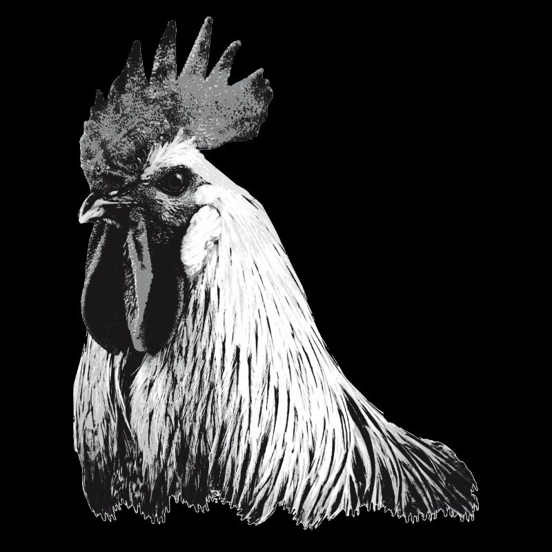 Expressive rooster in black and white