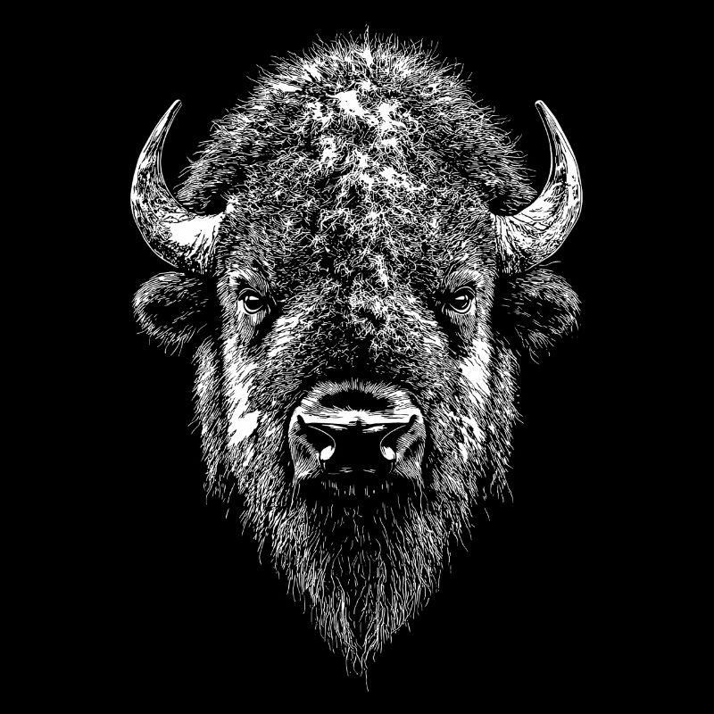 Bison, Bison, Wild Cattle, Buffalo, American Bison