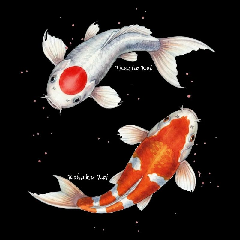 Tancho & Kohaku – Koi Lucky Fish