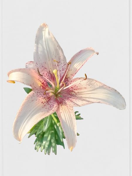 PINK LILY