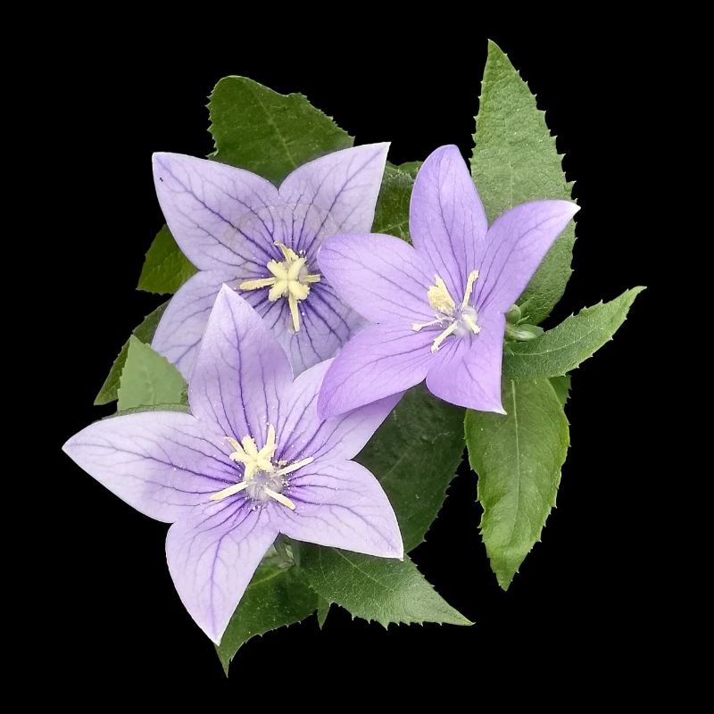 FLEUR DE BALLON VIOLET