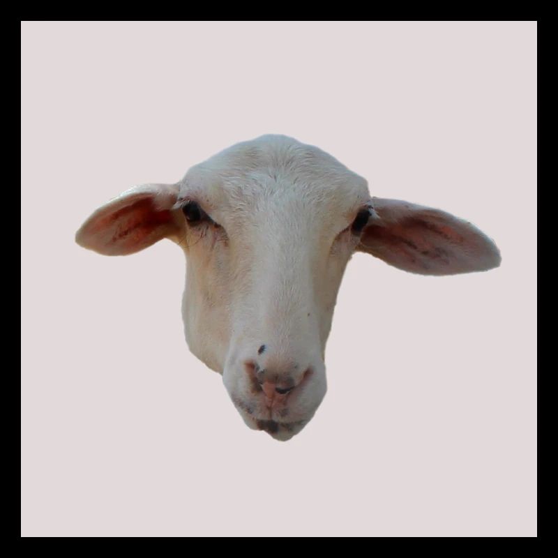 mouton