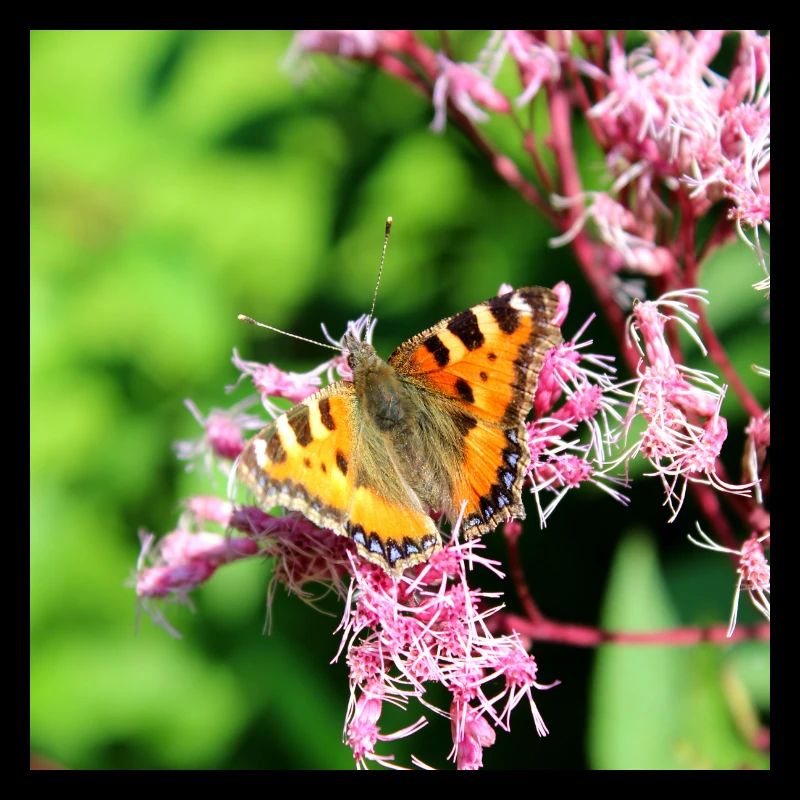 Butterflies