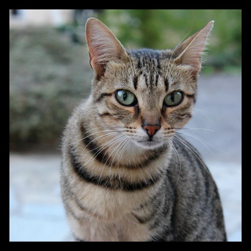 Chat chaton affiche chat carré affiche