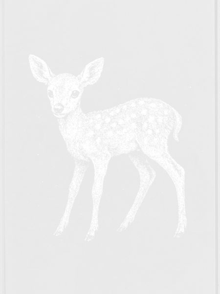 Fawn