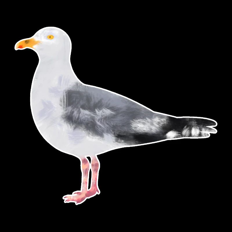Herring Gull.1