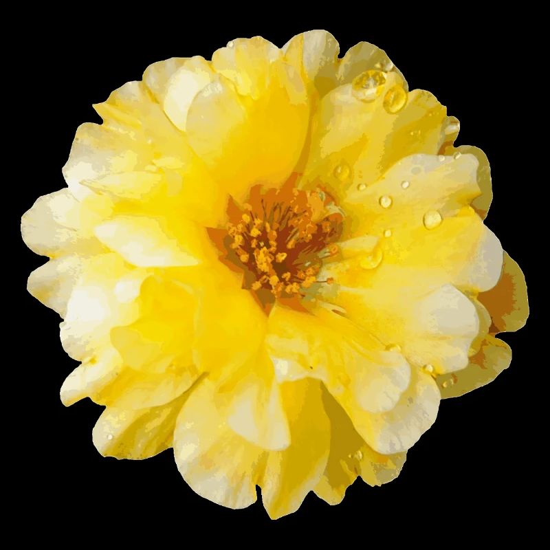 Portulaca