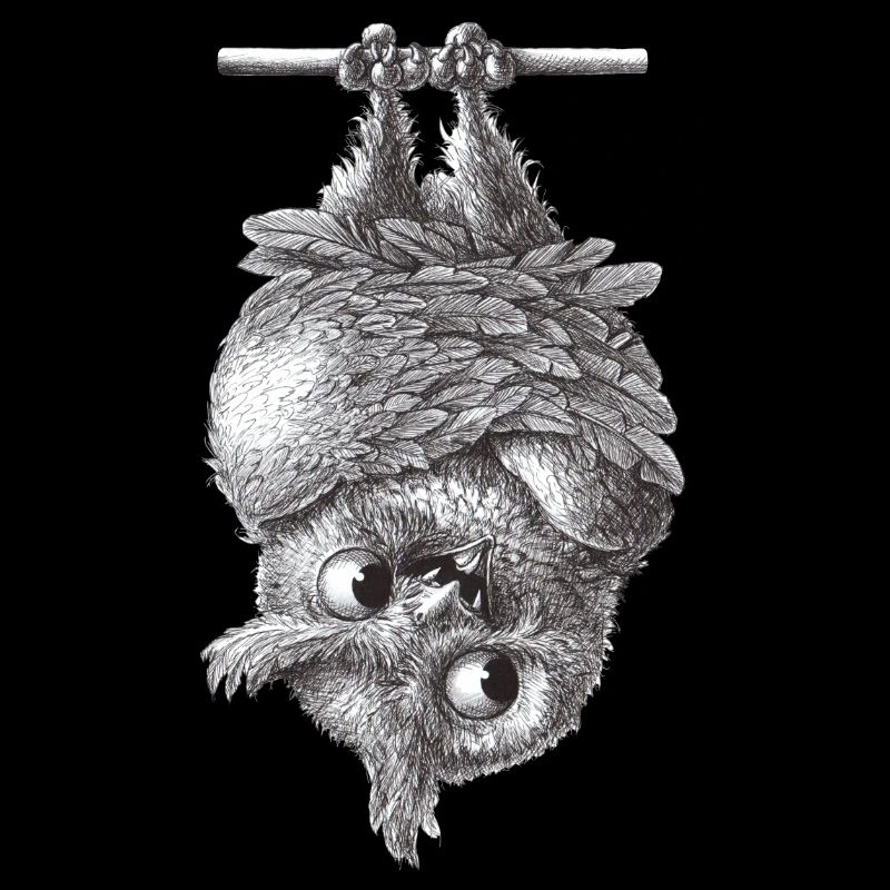 Vampir Eule - Dracula Eule