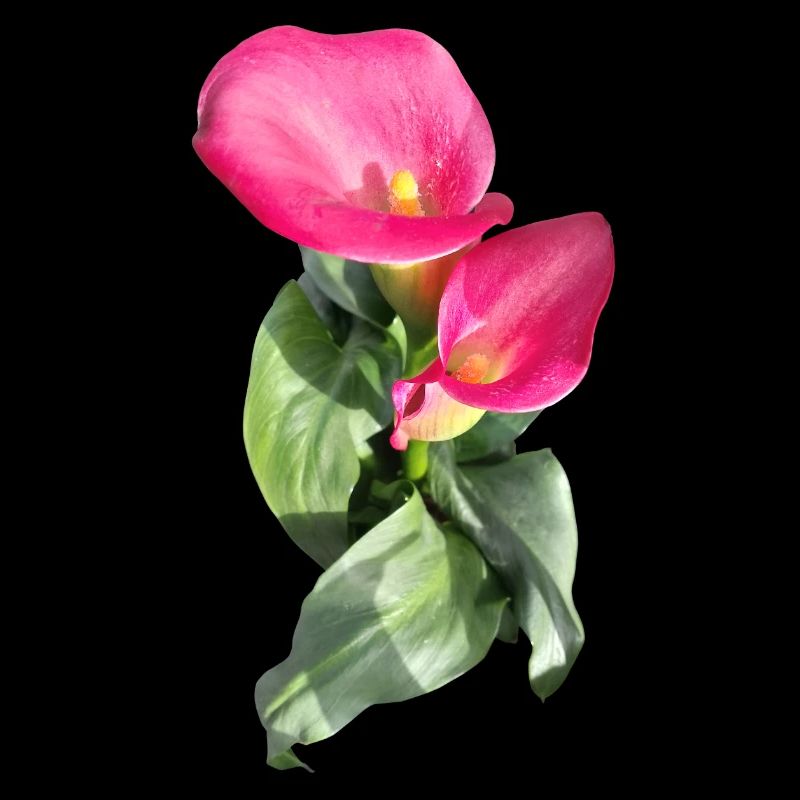 CALLASPink Calla Blossom Magic