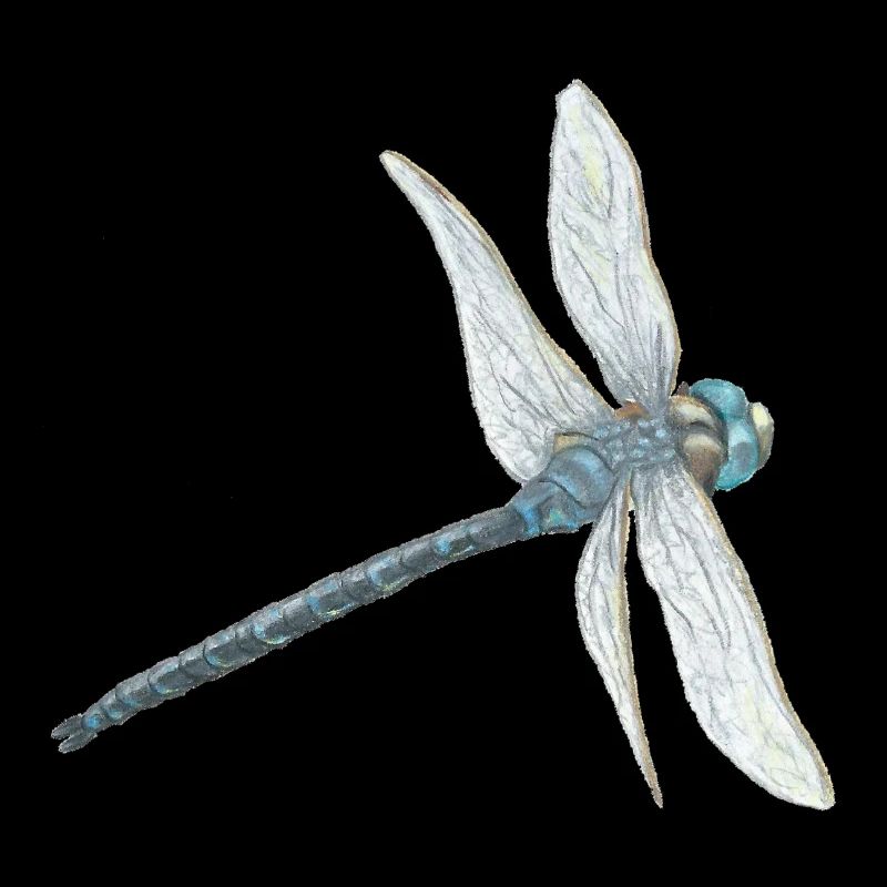 Illustration de libellule sarcelle