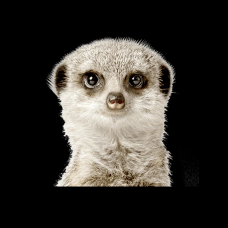 Erdmännchen