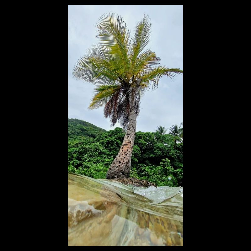 Palm Trees Turned Towards the Sky Nature