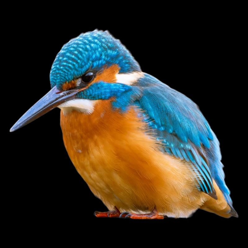 Eisvogel Kingfisher Alcedo Atthis Vogel Natur