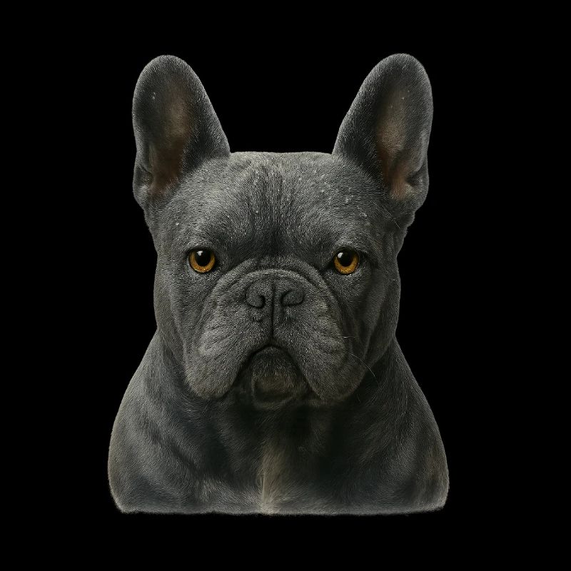 Portrait de bouledogue français gris