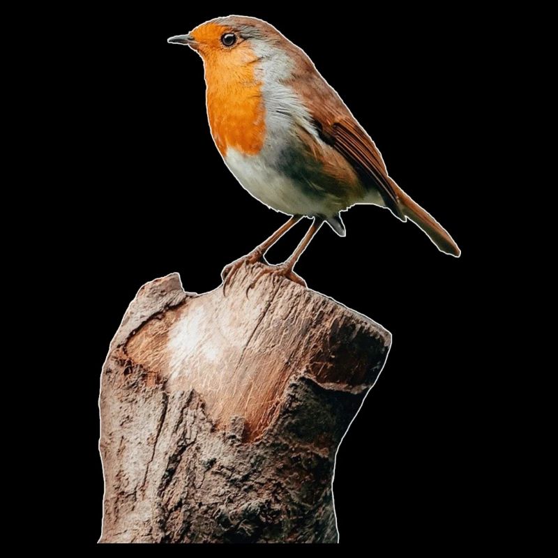 Rouge-gorge
