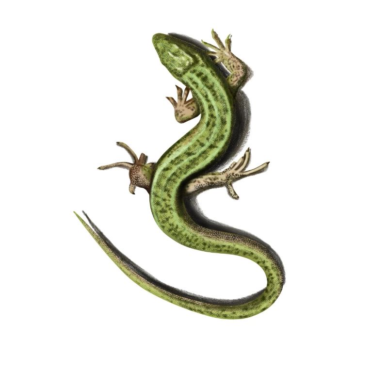 Lizard
