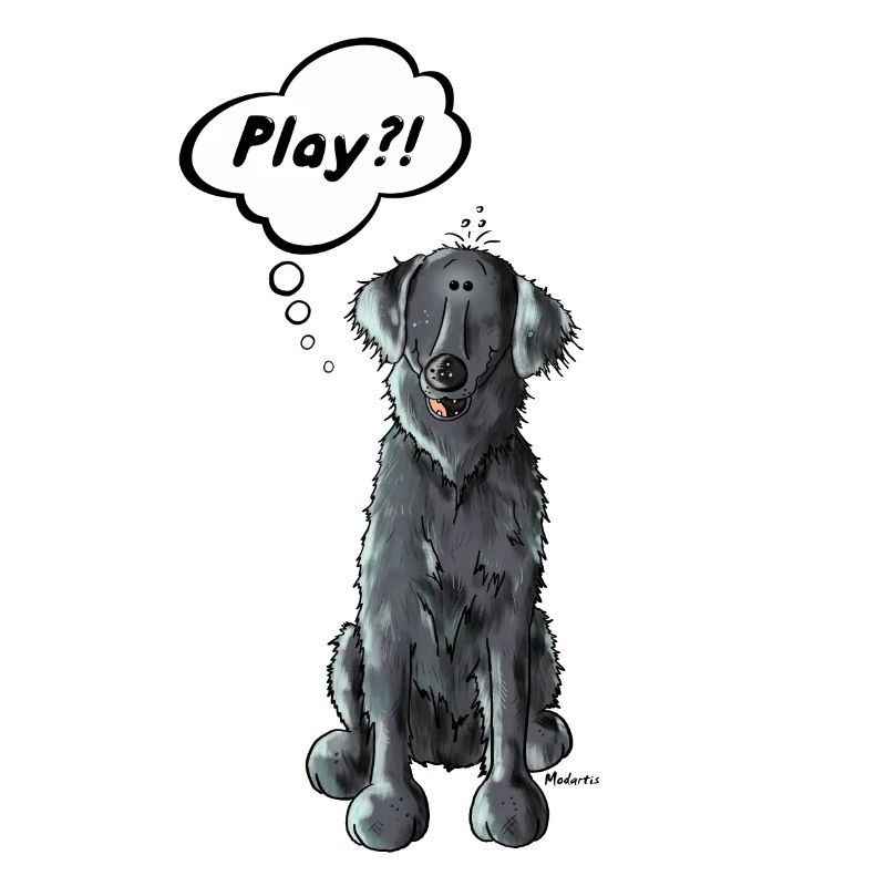 Flat Coated Retriever Play