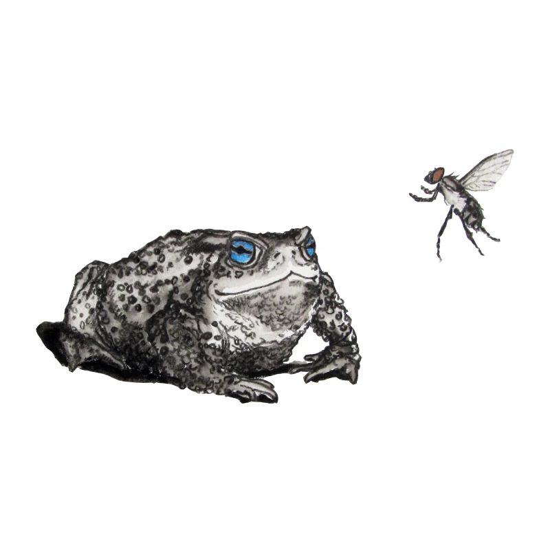 Toad and fly