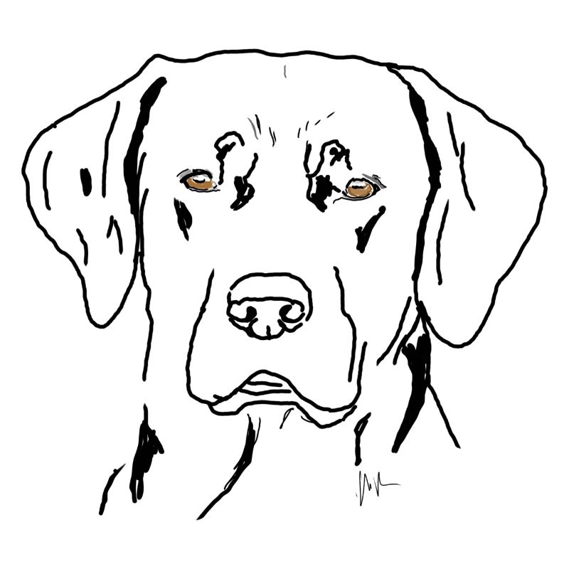 Labrador