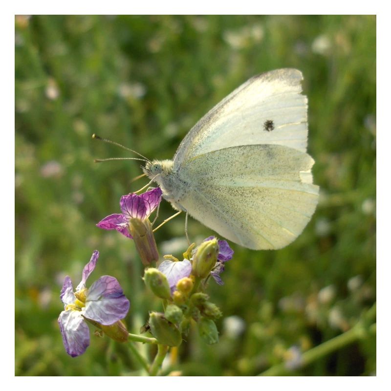 Papillon blanc sur fleur rose