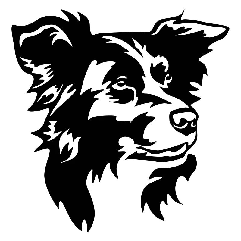 Border Collie Kopf