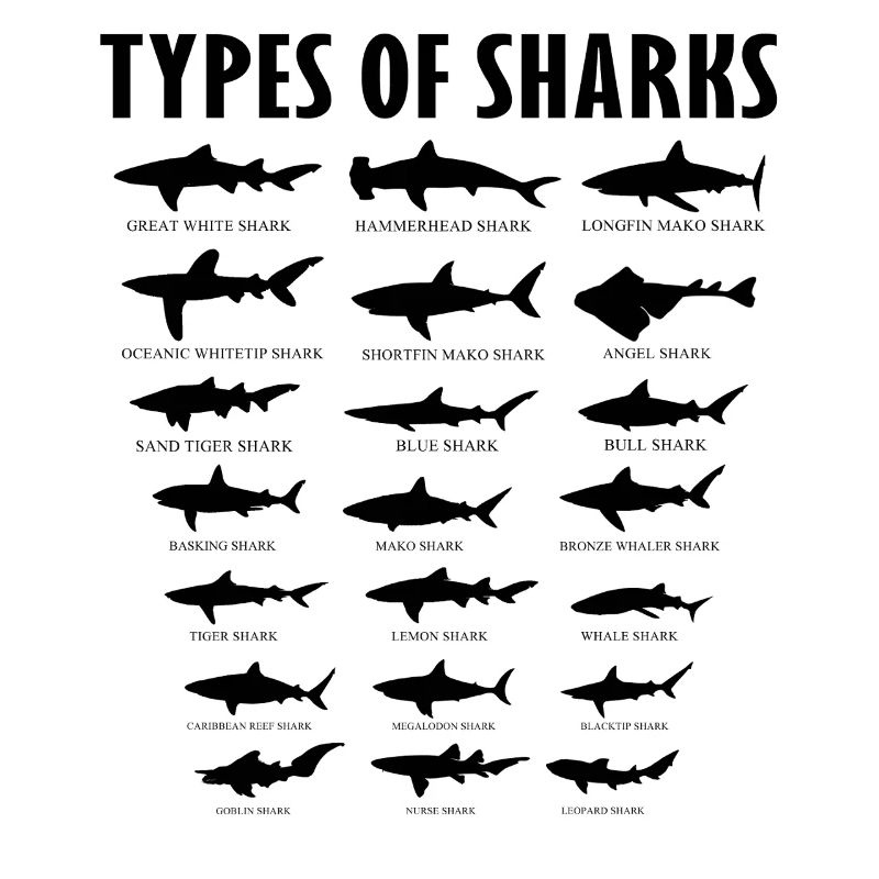 Tableau des types éducatifs d’espèces de requins