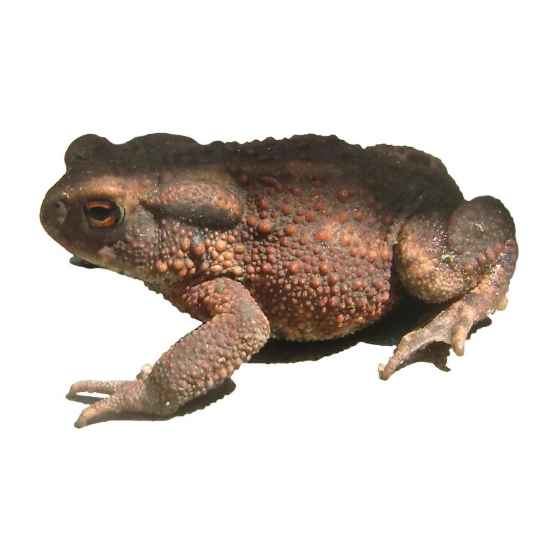 toad