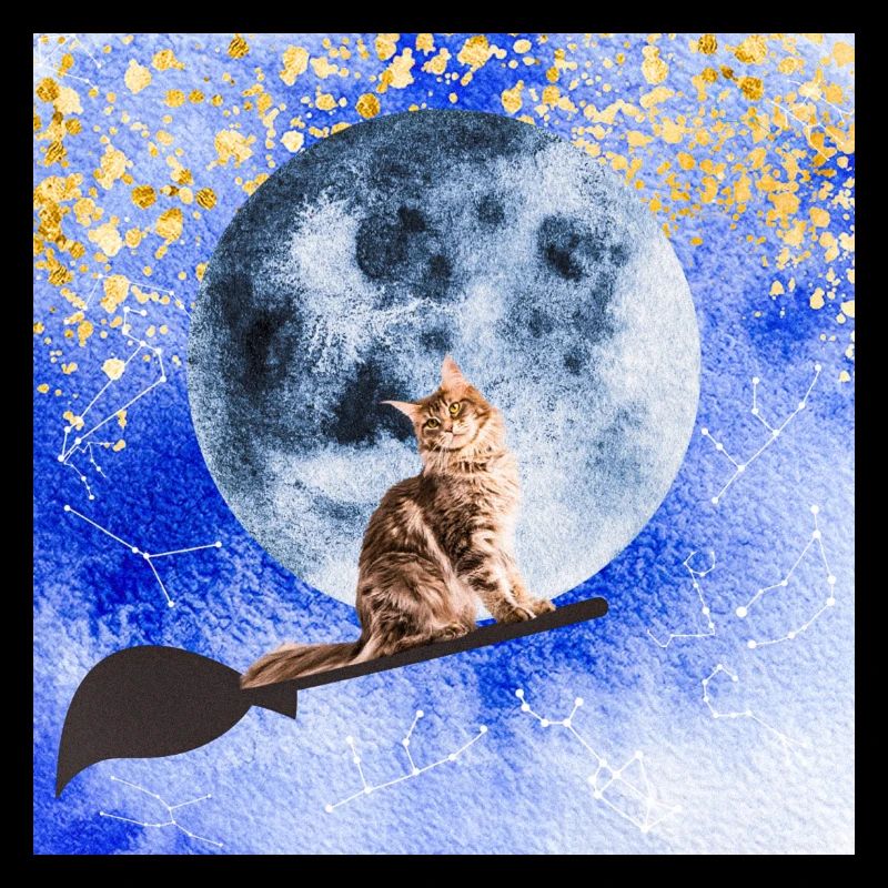 Cat wizard