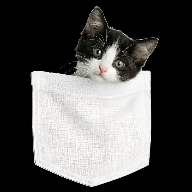Cat Pocket jette un coup d’œil à un chat mignon dans la poche