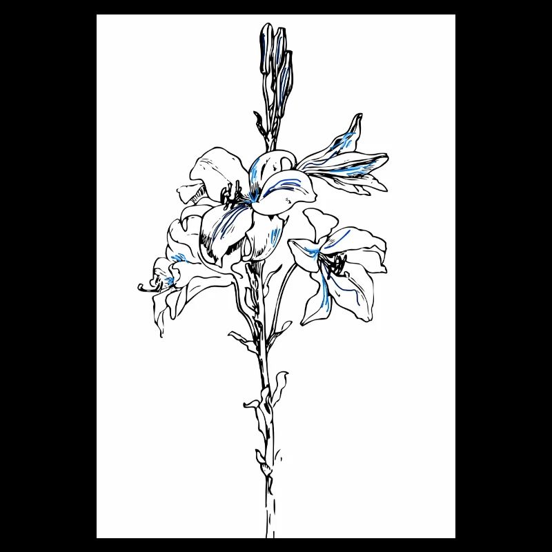 Lys bleus