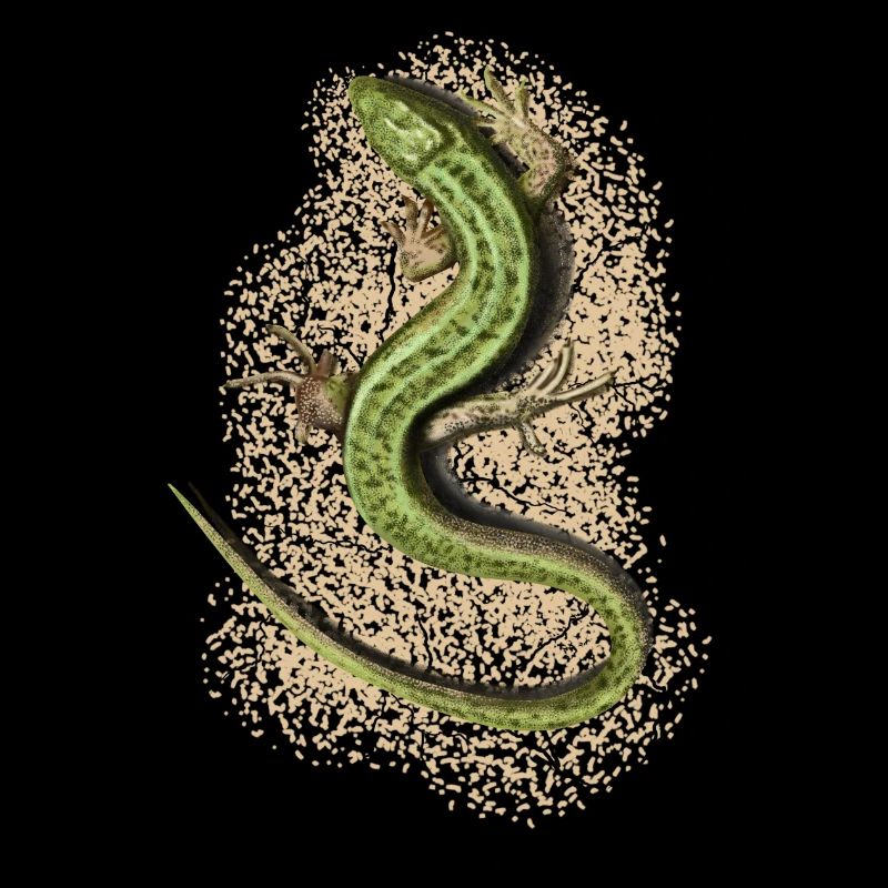 Lizard