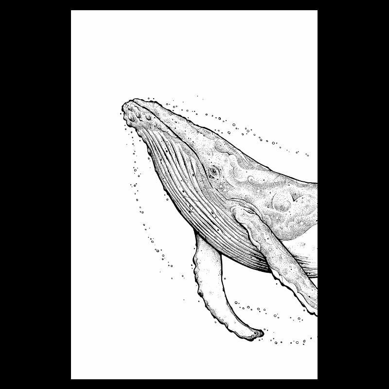 Baleine à bosse A