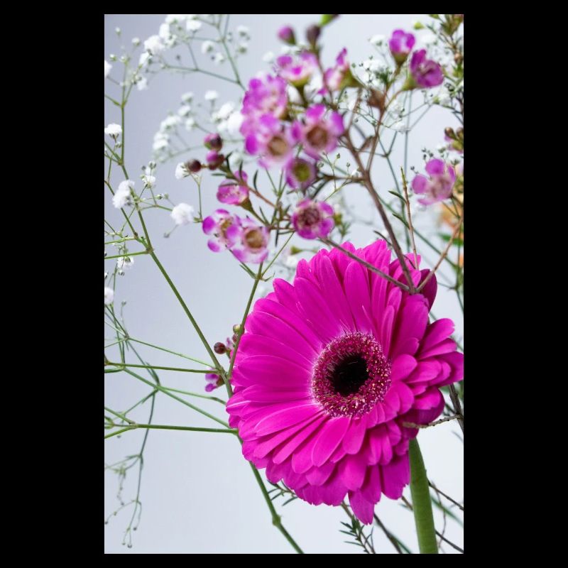 Macro Pink Gerbera Floral Splendour